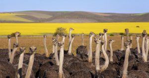 Un grupo de avestruces en Overberg, en la Garden Route