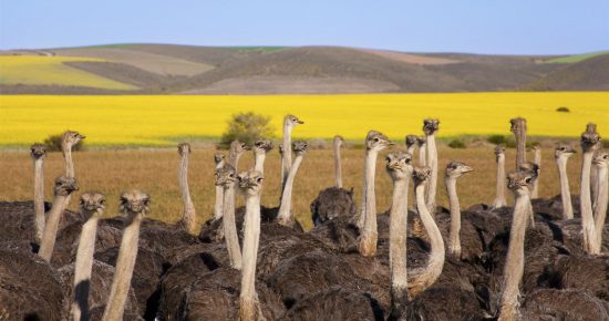 Group of ostriches along the Garden Route with yellow rapeseed fields in background, South Africa