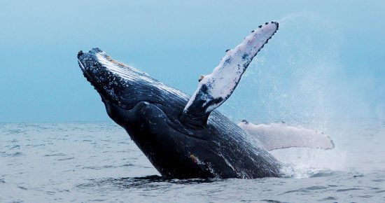 Unglaubliche Walbeobachtung in Hermanus nahe der Garden Route: Wal springt aus dem Wasser