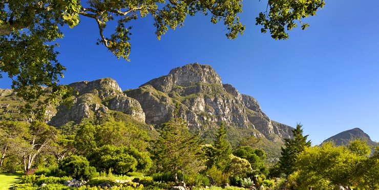 Jardin de Kirstenbosch dans les montagnes du Cap.