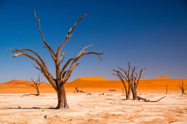 Abgestorbene Bäume in der Sossusvlei