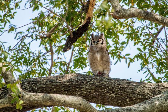 Giant Eagle Owl in the Okavango