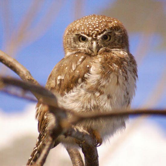 Pearl spotted owlet in tree