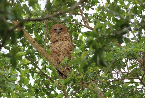 Pel's Fishing Owl in the Okavango