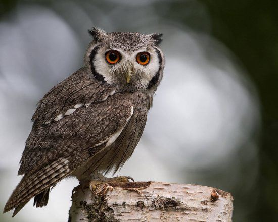 Southern White Faced Scops Owl in Botswana