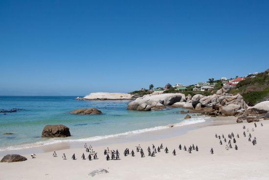 Penguins waddle along Boulders Beach in Cape Town