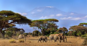 Elefanten vor dem mächtigen Kilimanjaro