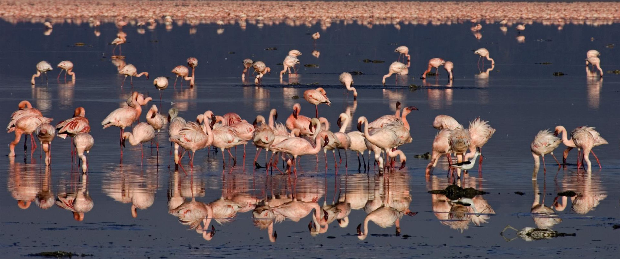 Flocks of flamingo gather at Lake Nakuru, Kenya