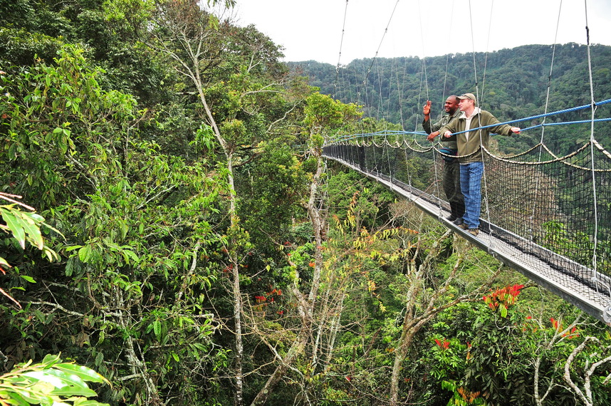 Canopy walk in Nyungwe Forest National Park in Rwanda