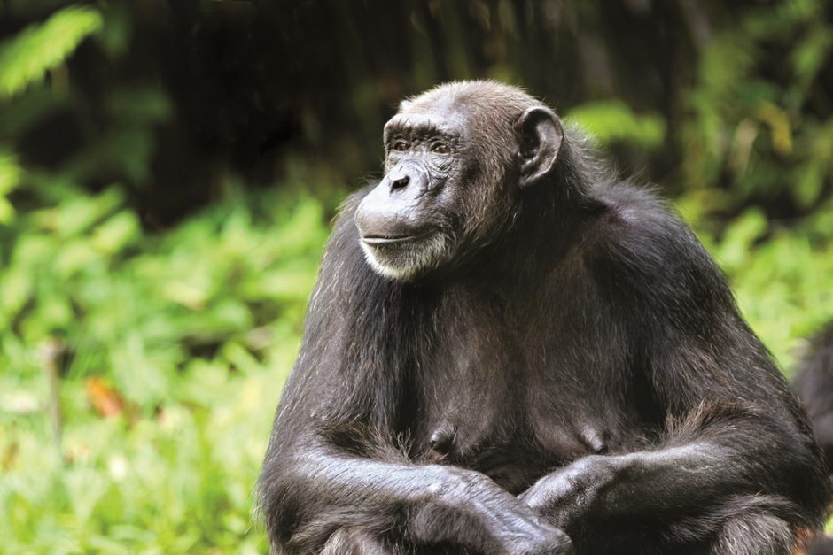 Chimpanzee in the wild of Nyungwe Forest National Park in Rwanda