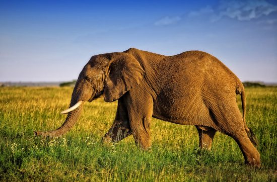 Top 10 blogs - An elephant walking 