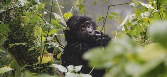 Top 10 blogs - A baby gorilla 