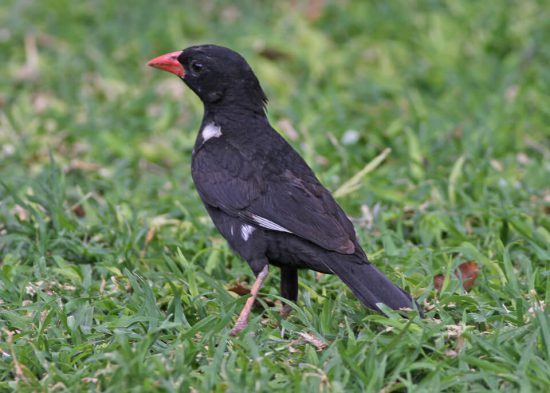 The Red-billed Buffalo Weaver