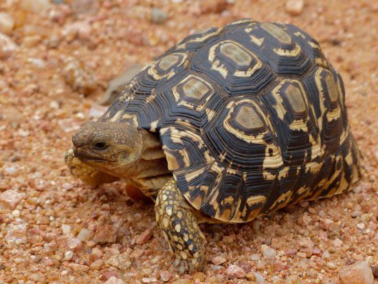 Eine Pantherschildkröte auf rotem Sand