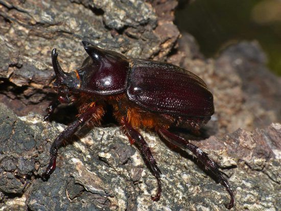 The tough rhino beetle