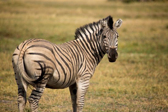 A zebra from Botswana