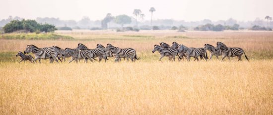 Herd of zebras in Botswana's grasslands