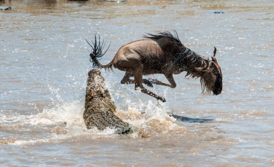 crocodile attacking wildebeest