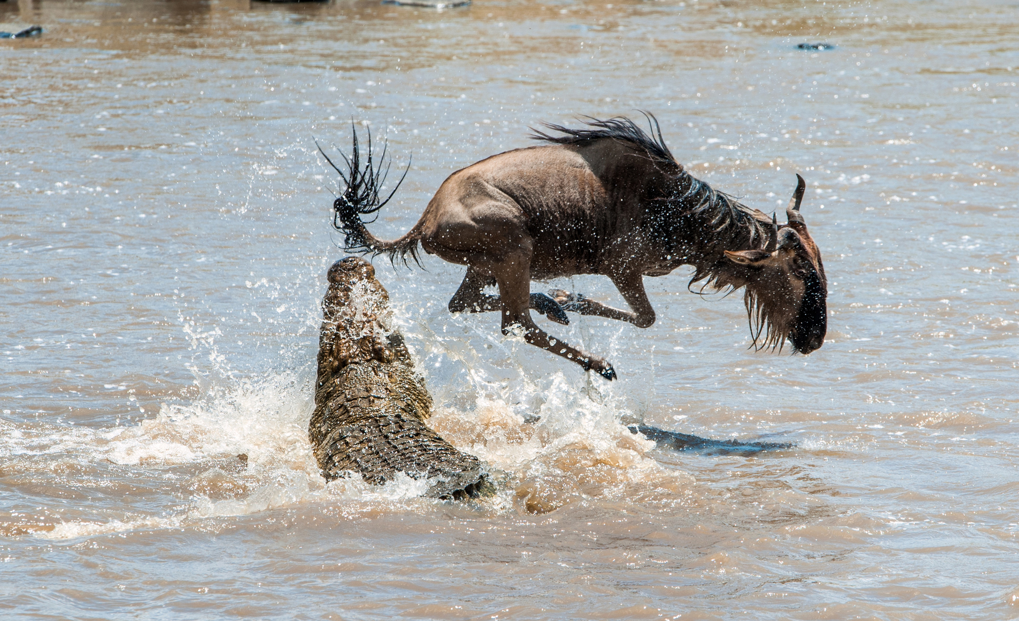 Ein Krokodil greift ein Gnu im Wasser an