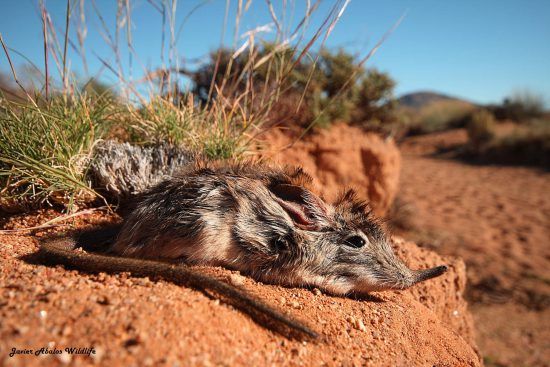 A close-up of the Little Five's elephant shrew