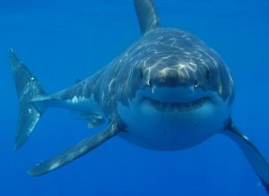 Grand requin blanc en Afrique du Sud, l'un des Big 5 de l'Océan