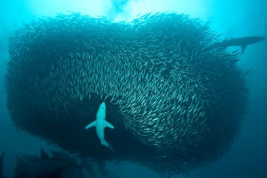 A glimpse of the sardine run with sharks