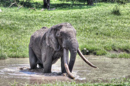 A big tusker indeed