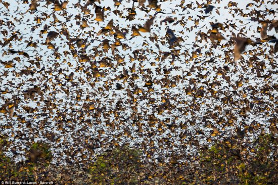 Zambian bat migration