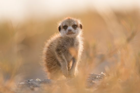 baby meerkat close-up