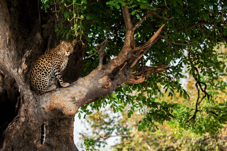 leopardo em uma árvore