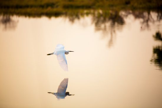 bird silhouette on wetland