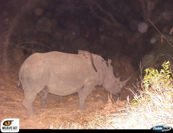 A genet riding on a rhino