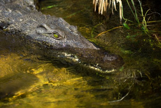 green-eye crocodile