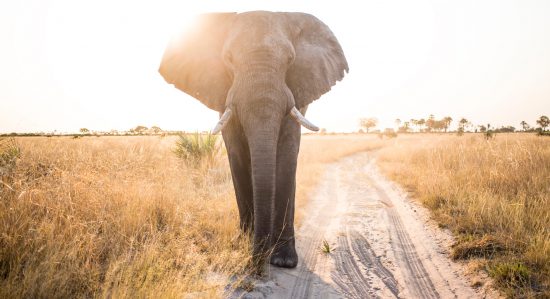 intimate elephant close-up