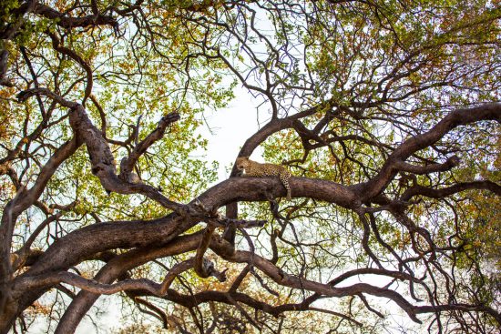 leopard-in-mottled-tree