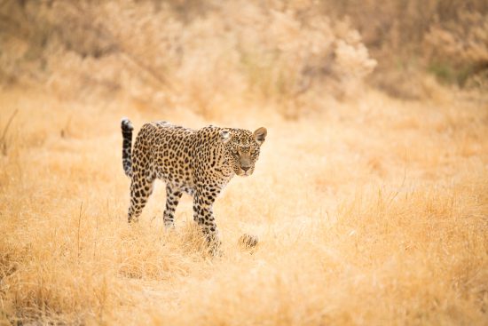 leopard in savannah