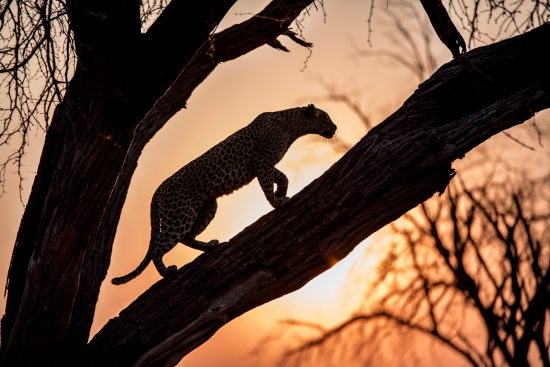 leopard silhouette sunset