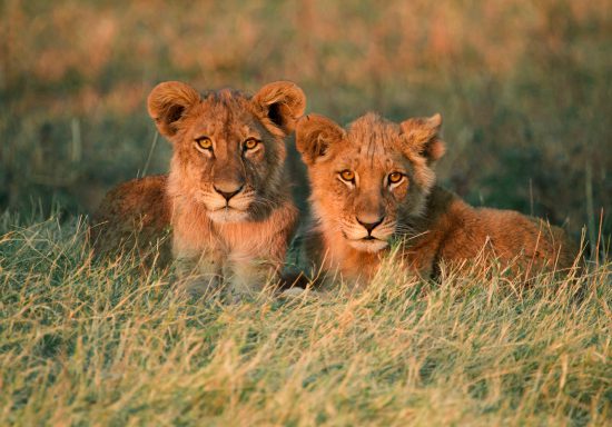 lion-cubs-in-grass