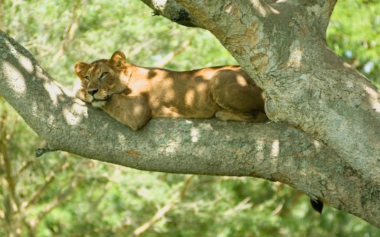 A lion in a tree counts as bizarre natural phenomena