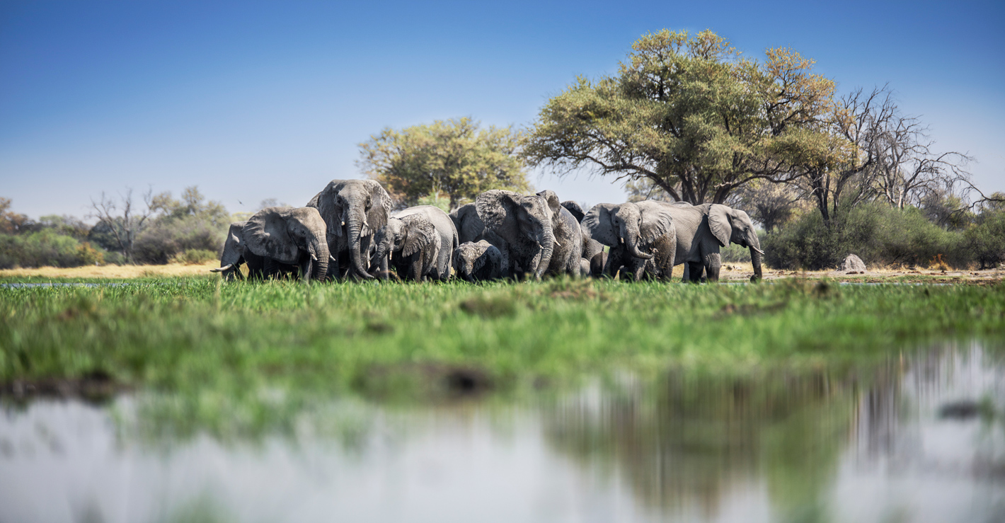 A herd of elephants in the water