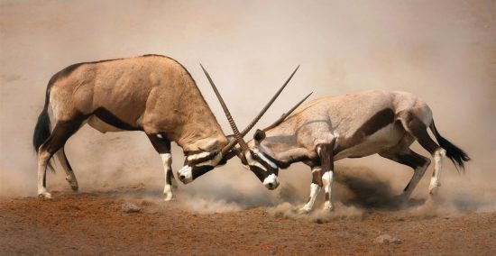 Gemsbok fighting with their horns in Etosha, Namibia 