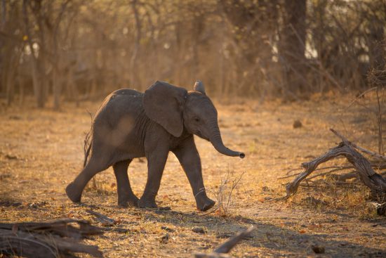 patrolling-baby-elephant