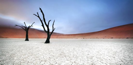 The trees of aptly named Deadvlei 