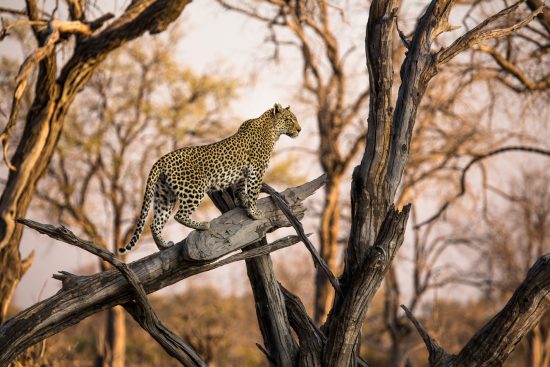 strong-leopard-looks