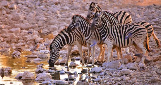 Zebra drinking at the watering hole, Namibia