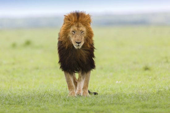 black maned lion