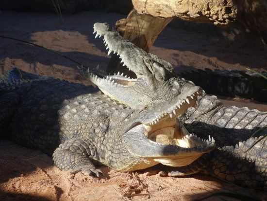 Two mating crocodiles 