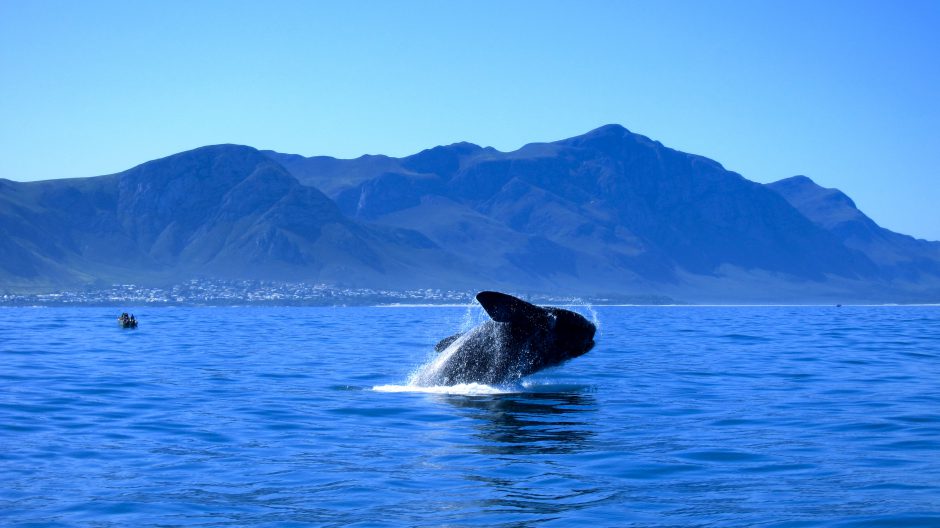 Saut de baleine dans la baie de Walker Bay à Hermanus. 