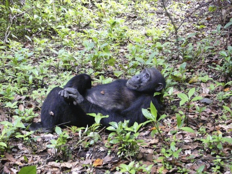 chimpanzé relaxando