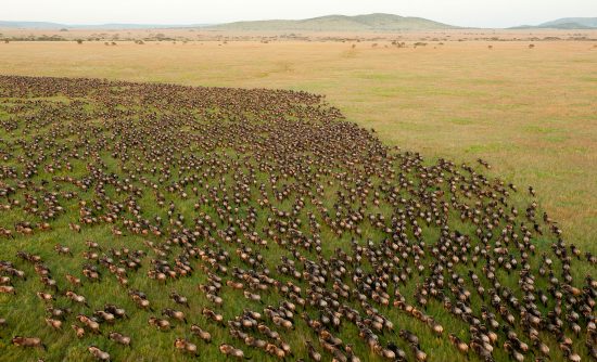 Wildebeest migration birdseye view